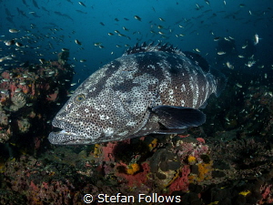Dagon

Malabar Grouper - Epinephelus malabaricus

Sai... by Stefan Follows 